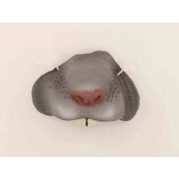 Grey Mouse Nose