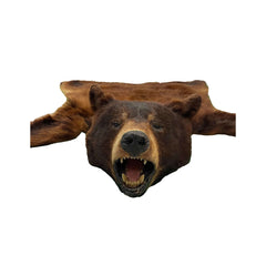 Bear Authentic Taxidermy Prop
