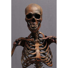 Crime Scene Skeleton - Antique Brown