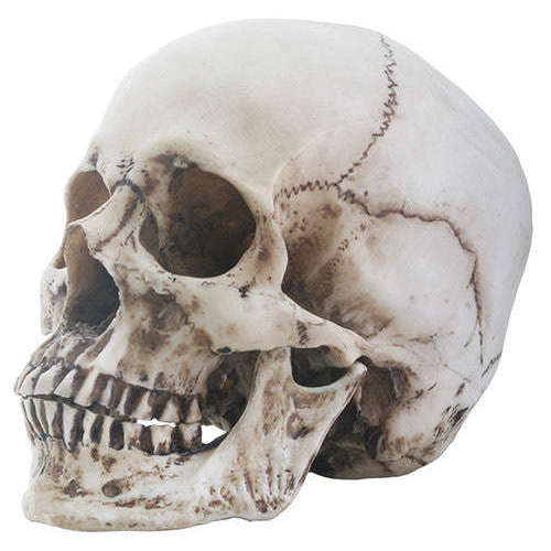 Cast Hera Skull