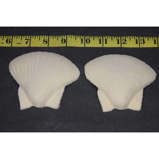 Small Shells Foam Latex Prosthetic