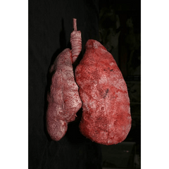 Life Size Lungs