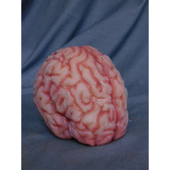 Realistic Silicone Rubber Life Size Brain