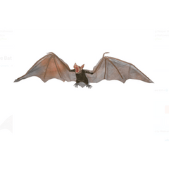 Small Hanging Vampire Bat