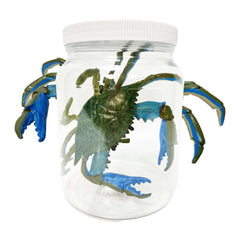 Blue Crab Specimen Jar
