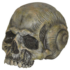 7" Skull Seashell Head Prop