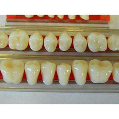 Assorted Resin Loose Teeth